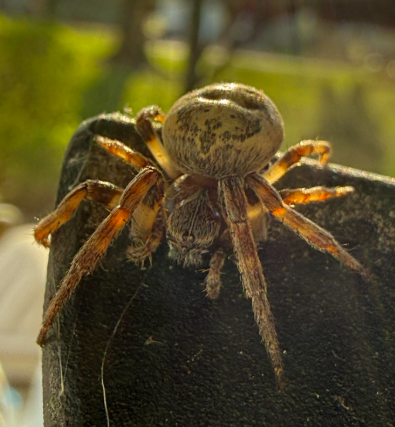 A large, brown orb-weaver spider with a rounded, patterned abdomen resting on a dark surface in bright sunlight.