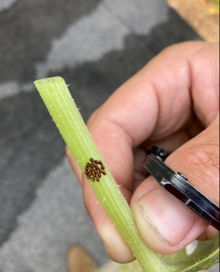 A close-up of a hand holding a green plant stem with a cluster of small, brown insect eggs on the side.