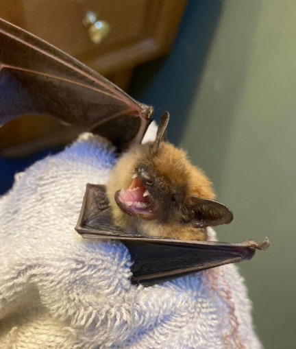A small, light-brown bat with its mouth open showing teeth, wrapped in a gray towel.