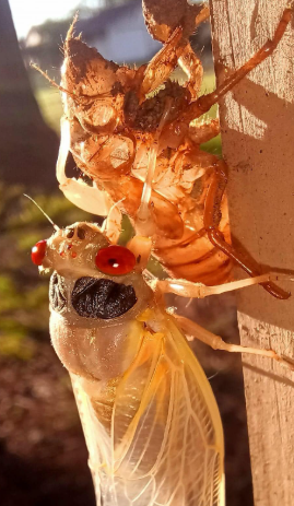 A cicada with bright red eyes emerges from its pale, empty exoskeleton while perched on a wooden surface.