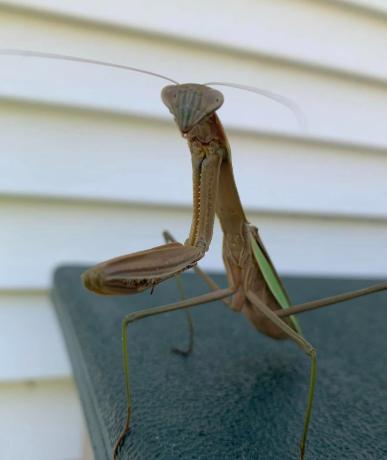 A brown praying mantis with green wing edges sits on a dark green surface in front of white house siding.