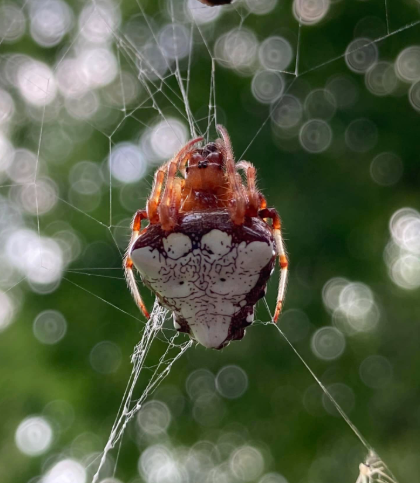 A triangular, rust-colored spider with a patterned white abdomen hanging in its web against a blurred green background.