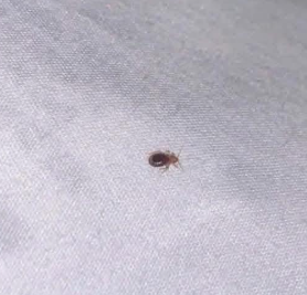 A small, dark-brown, oval-shaped insect crawling on a light-colored, textured fabric surface.