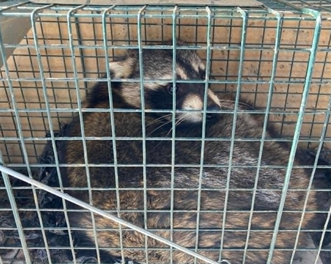 A raccoon sits curled up inside a wire cage.