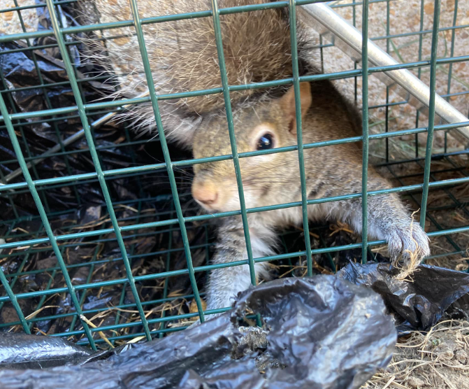 A grey squirrel trapped inside a wire mesh cage, resting its paw on black plastic lining on the ground.