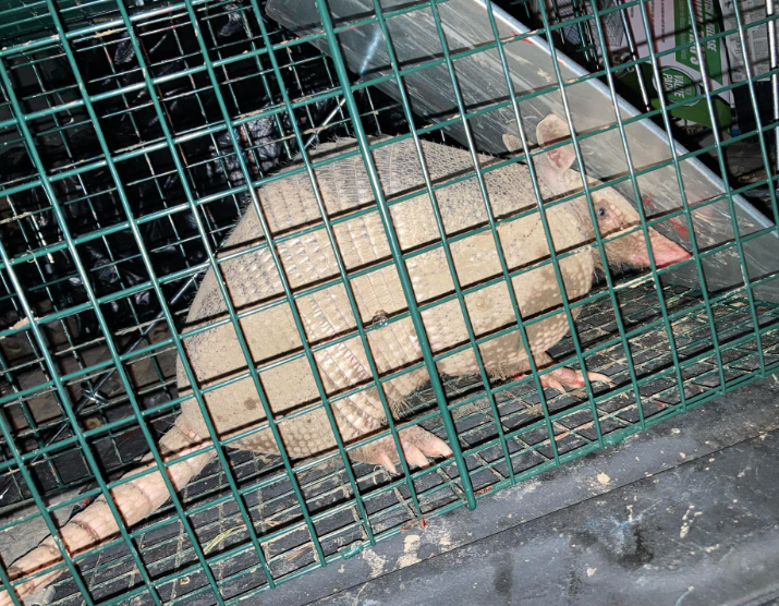 A light-colored armadillo captured inside a metal wire cage.
