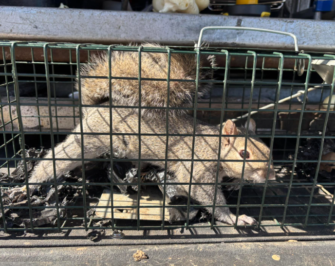 A gray squirrel standing inside a metal wire live trap.