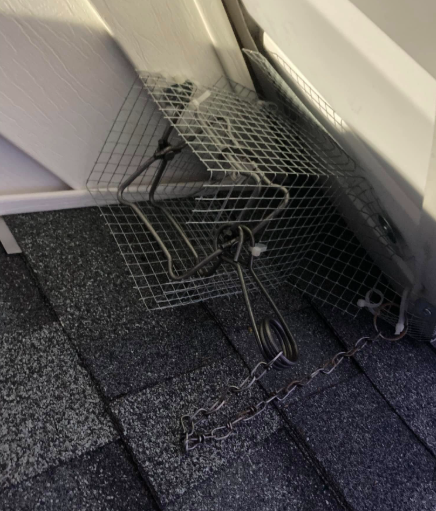A metal cage trap secured with a chain on a dark shingled roof next to a white wall.