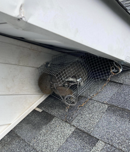 A raccoon is trapped inside a metal cage placed on the shingles of a sloped roof near the siding of a house.
