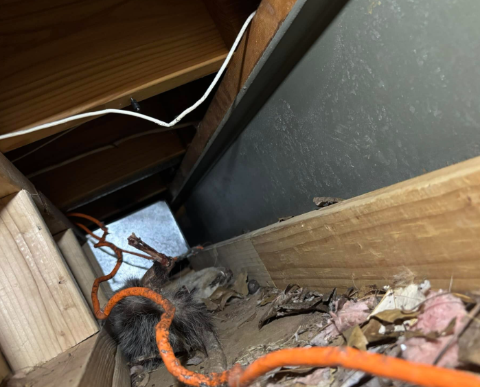 An animal carcass lies in a dusty attic space between wooden rafters, near an orange extension cord and pink insulation.
