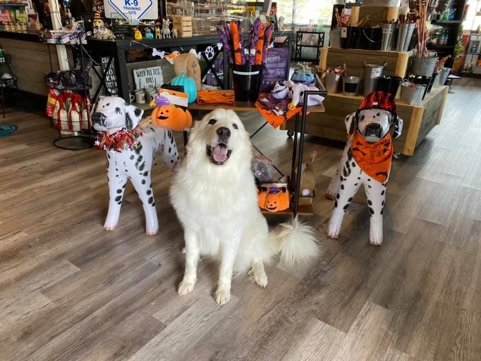 Three dalmatian dogs are standing next to each other in a store.