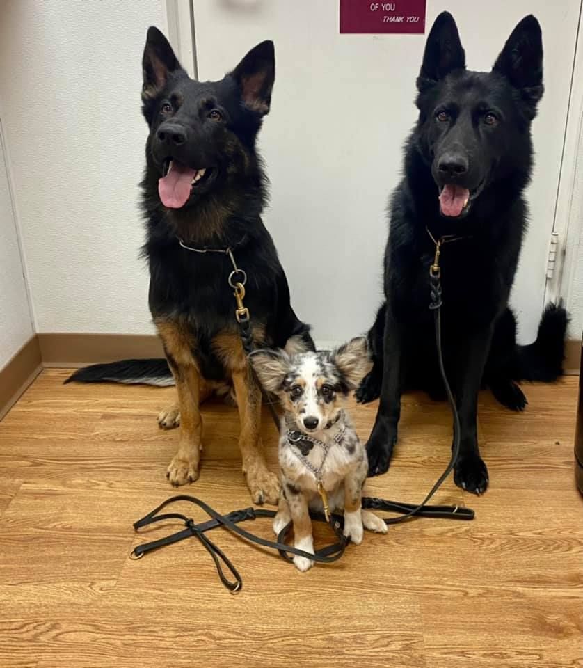 Three dogs are sitting next to each other on a wooden floor