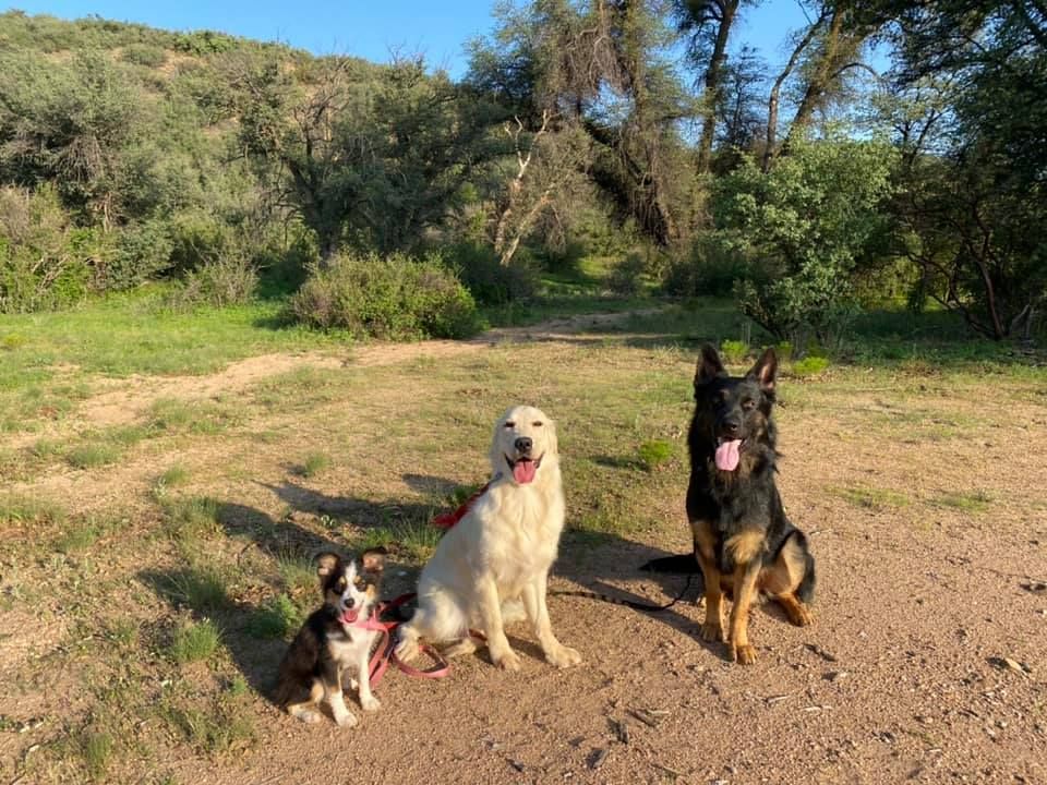 Three dogs are sitting on the ground in a field.