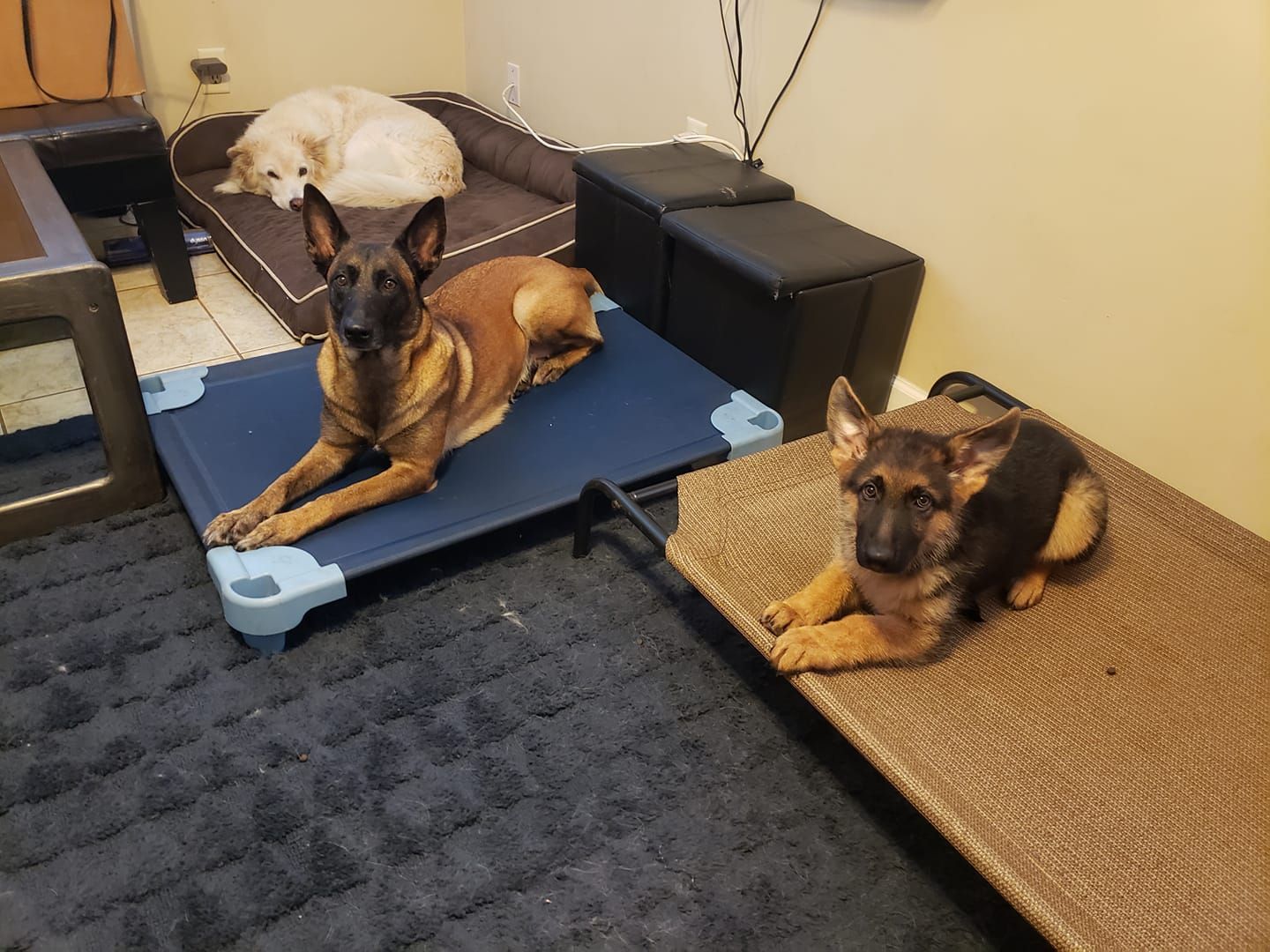 Two german shepherds are laying on a blue blanket in a room.