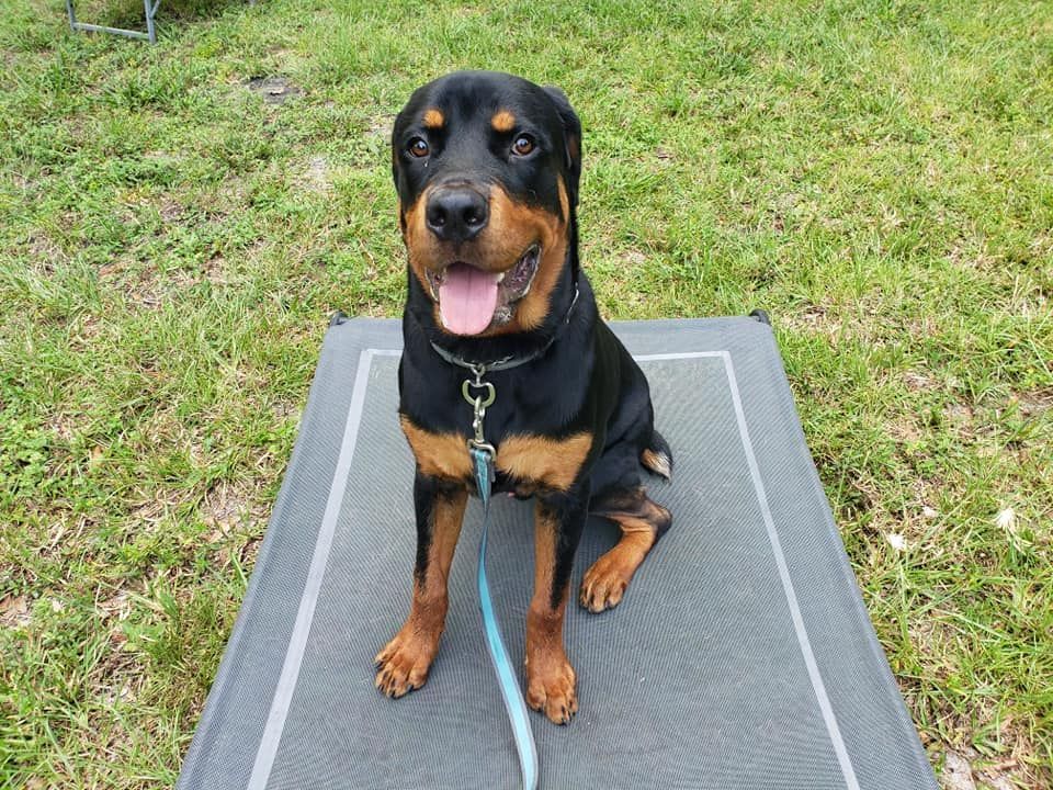 A black and brown dog is sitting on a mat in the grass.