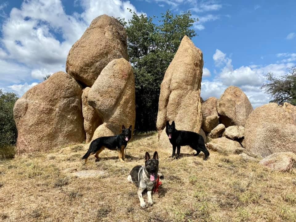 Three dogs are standing on top of a rocky hill.