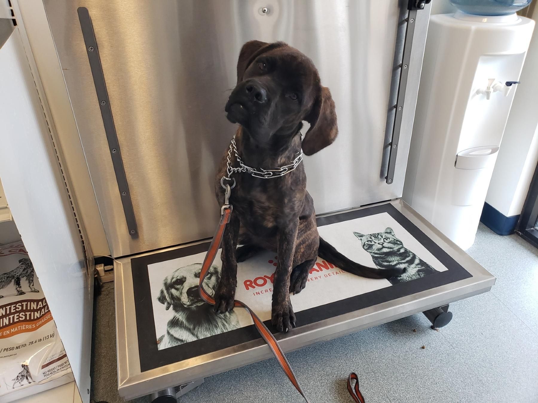 A dog is sitting on a scale that says royal canin on it