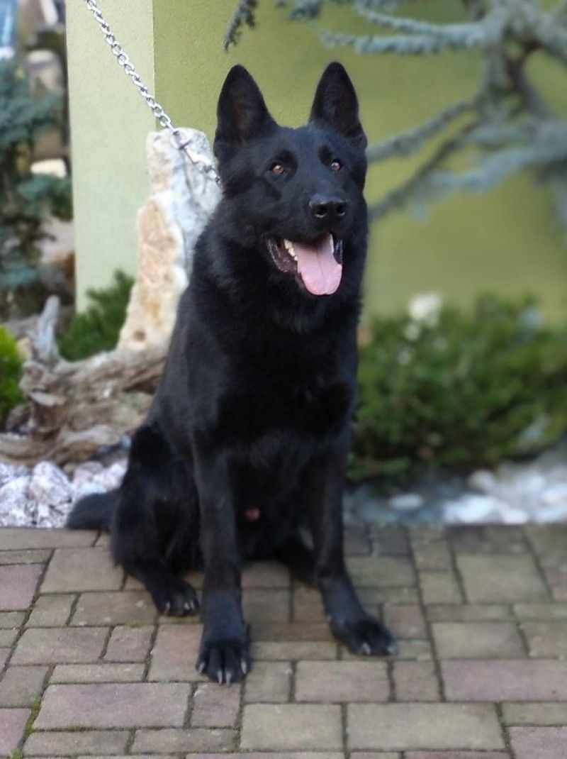 A black dog on a leash is sitting on a brick sidewalk
