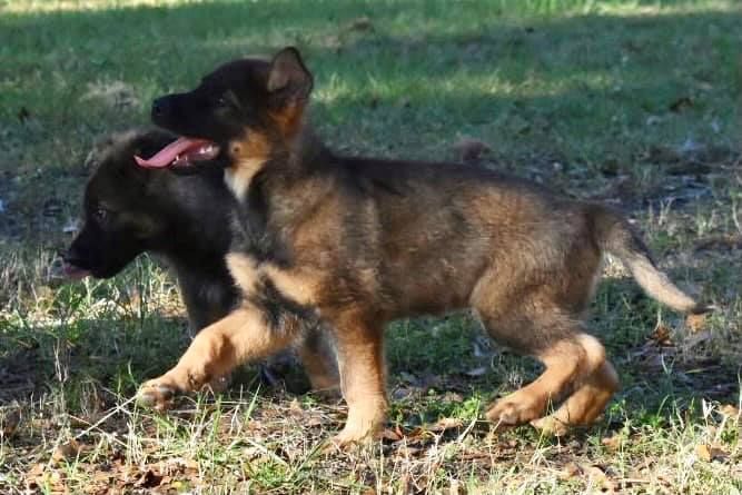 Two german shepherd puppies are playing in the grass.
