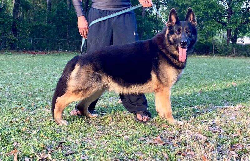 A man is standing next to a german shepherd dog on a leash.