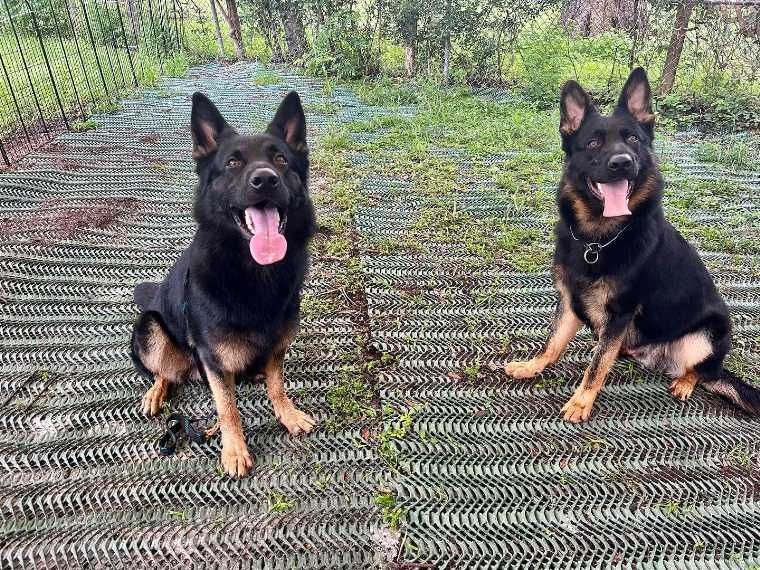 Two german shepherds are sitting next to each other on a mat.