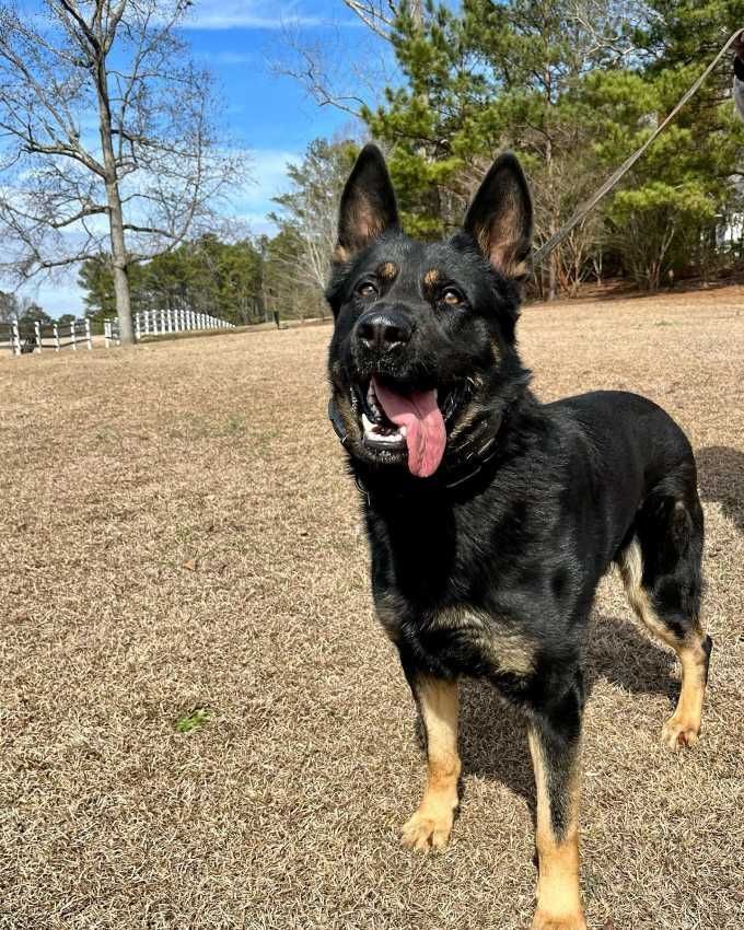 A black and brown german shepherd dog is standing in a field with its tongue hanging out.