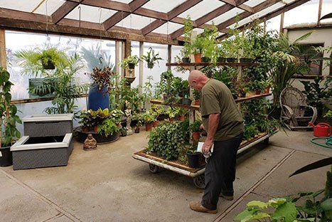 Man arranging plants