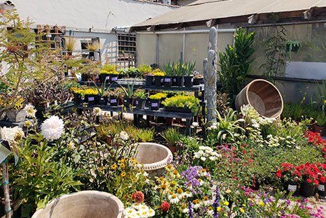Plants and flowers