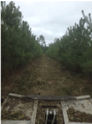 After -Pine Trees Mowed Into Rows