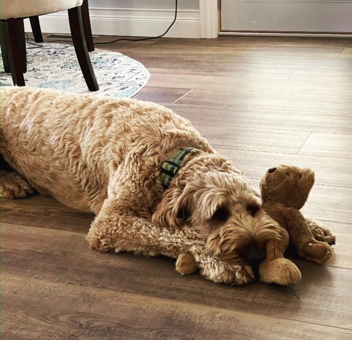 Cute dog leaning on wood flooring