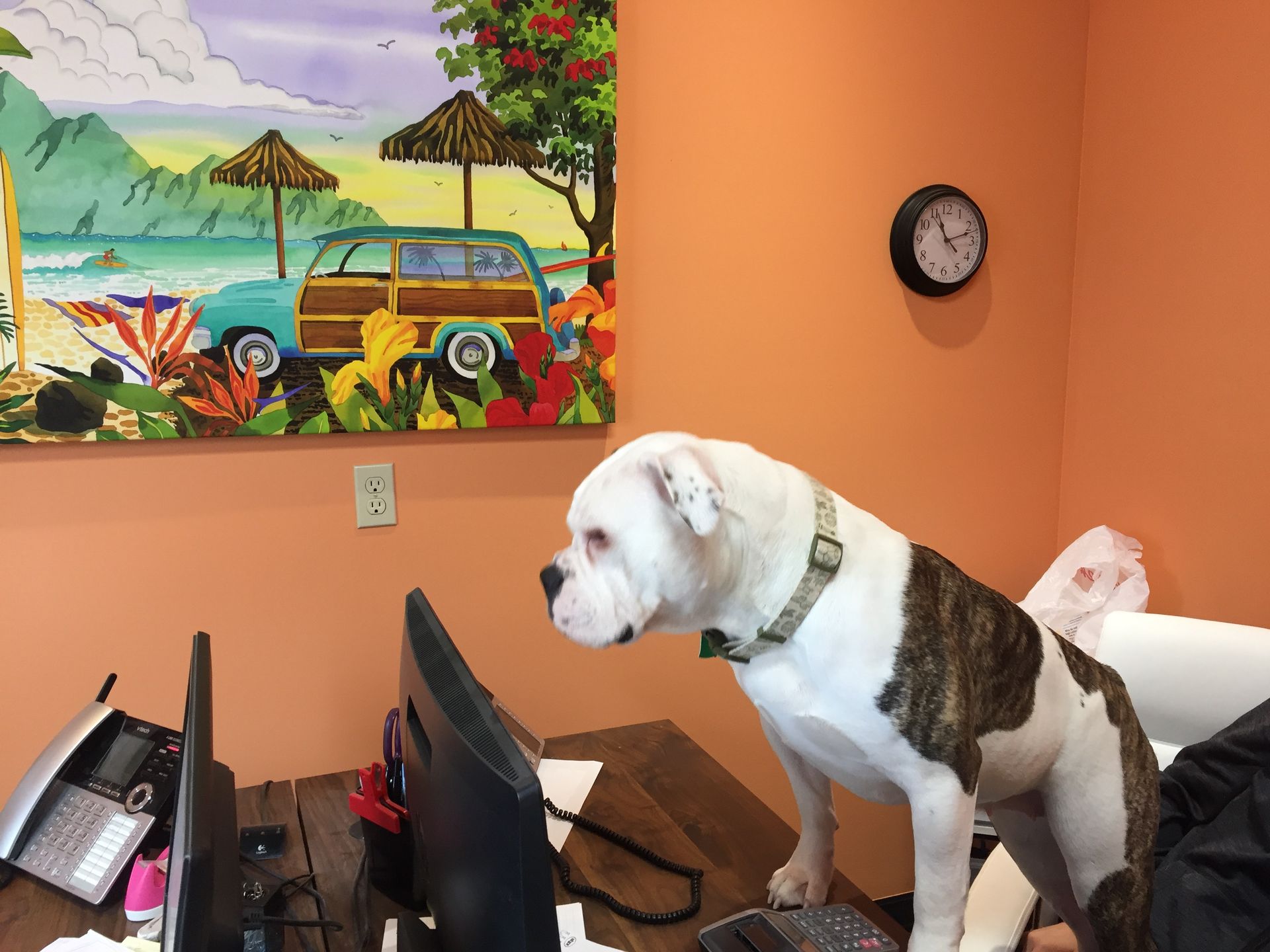 A dog watching on monitor of computer