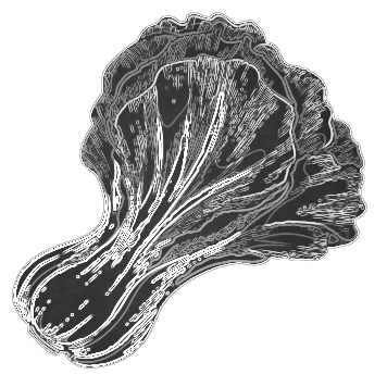 A black and white drawing of a lettuce leaf