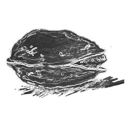 A black and white drawing of a walnut on a white background.