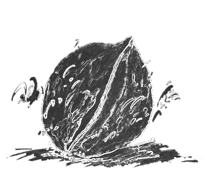 A black and white drawing of a walnut on a white background.