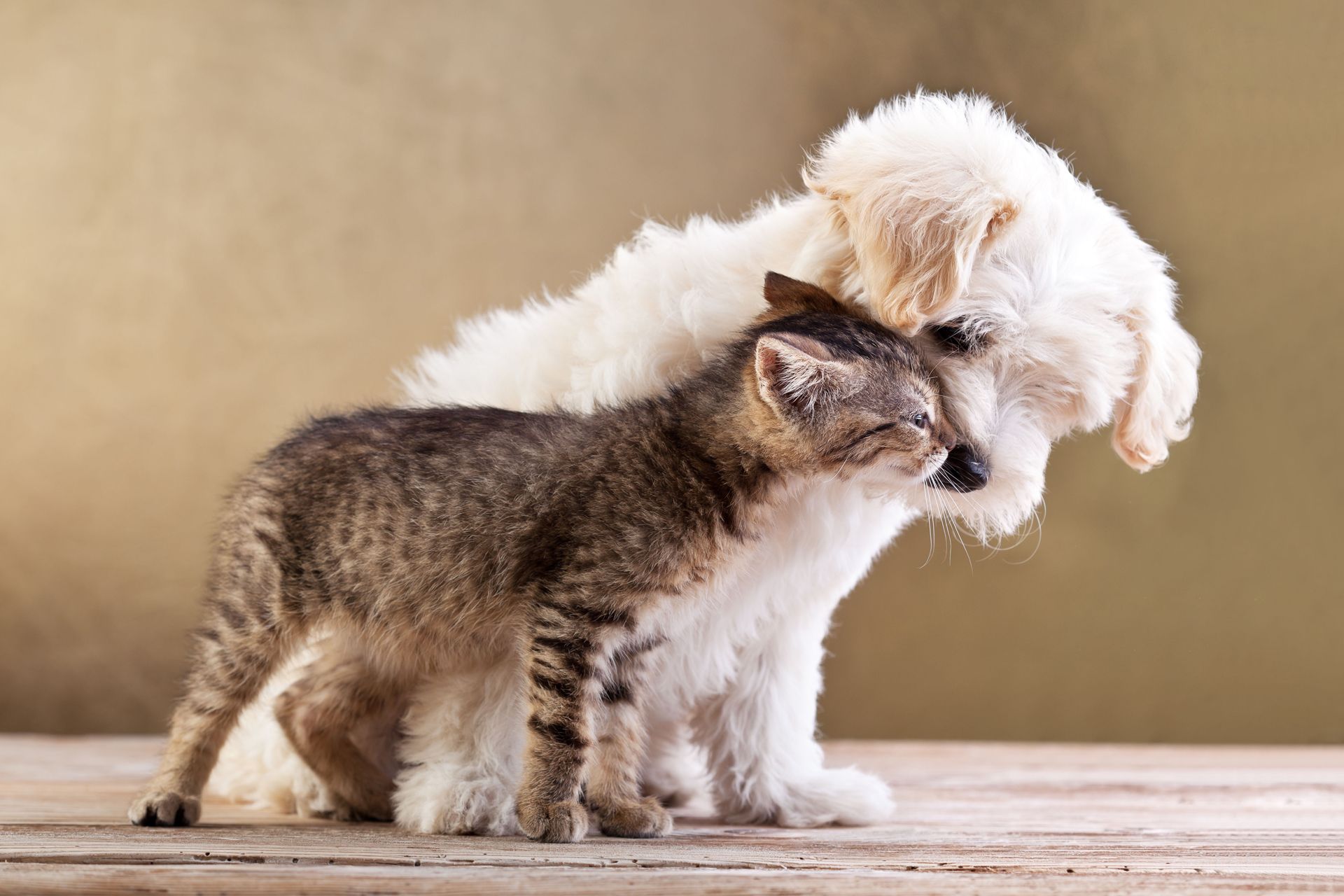 Puppy cuddles with a tabby kitten