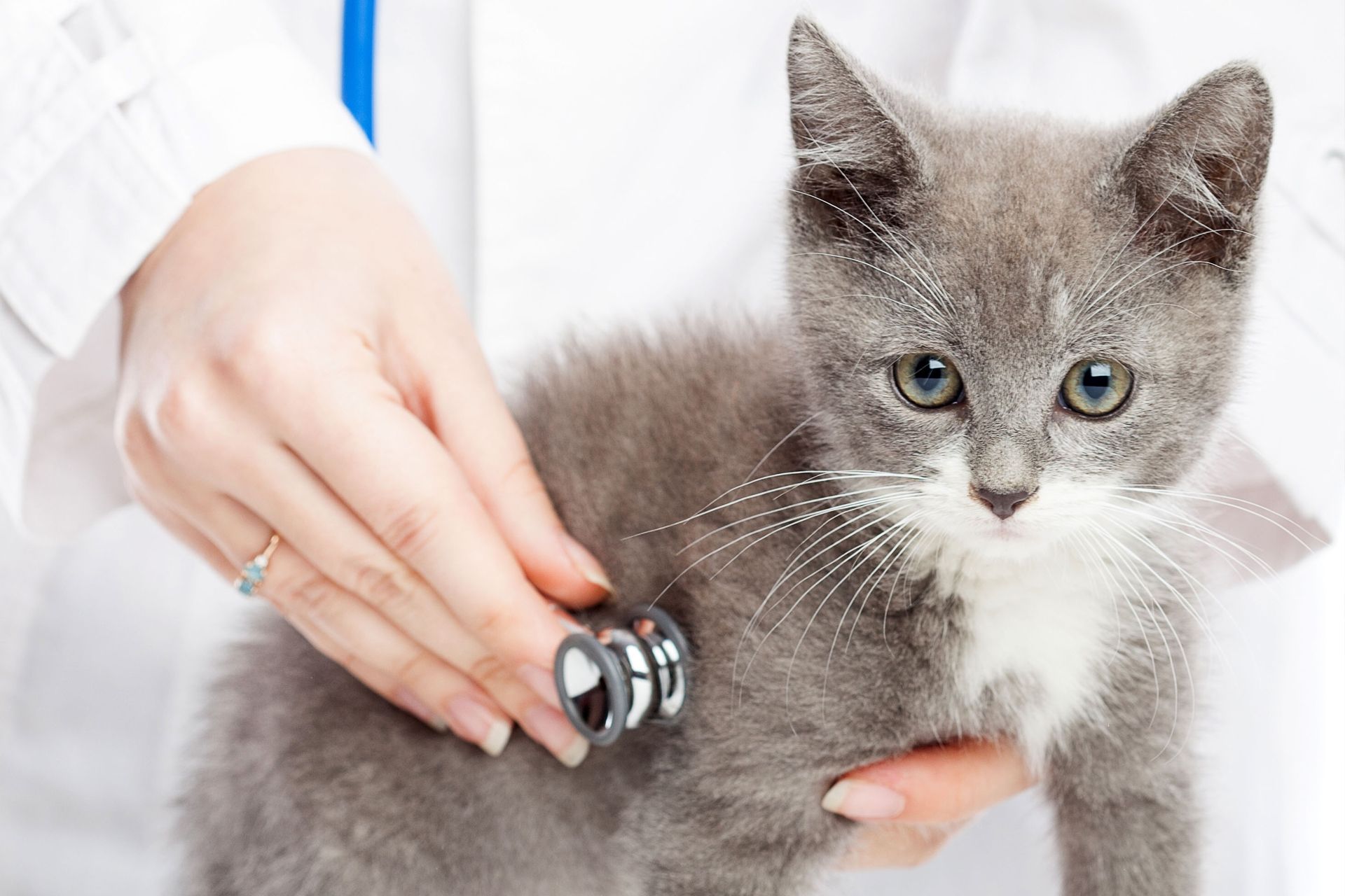 Veterinarian examining a gray and white kitten's chest with a stethoscope