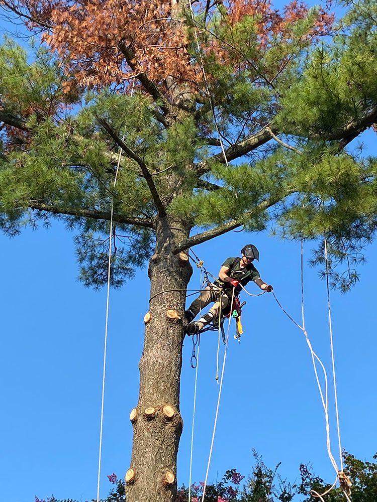 Tree service