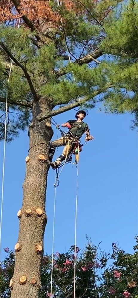 Tree service
