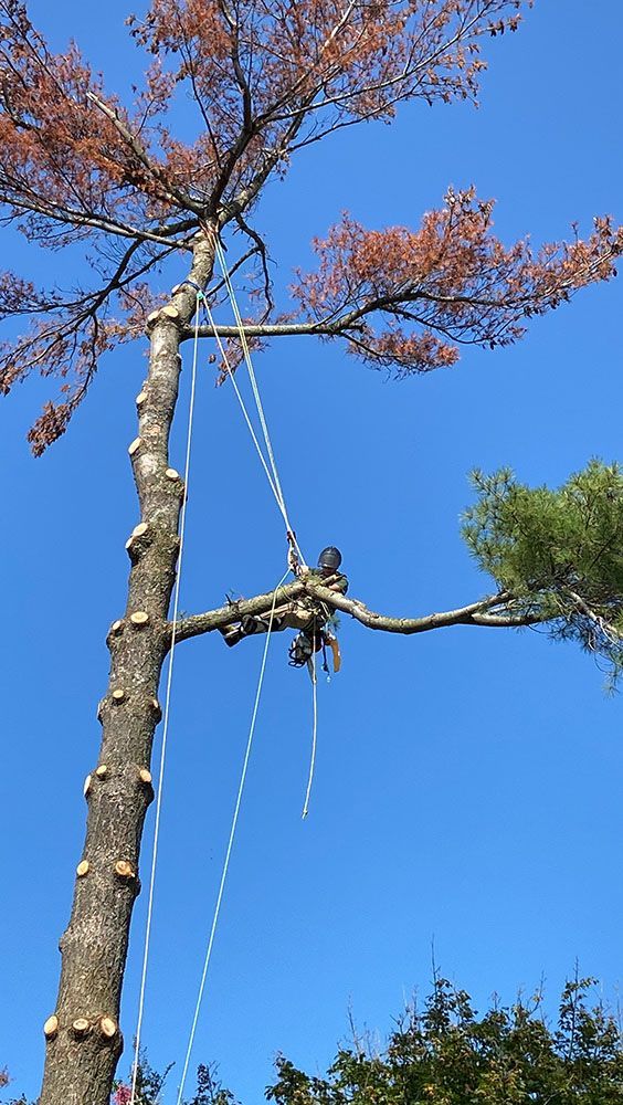 Tree service