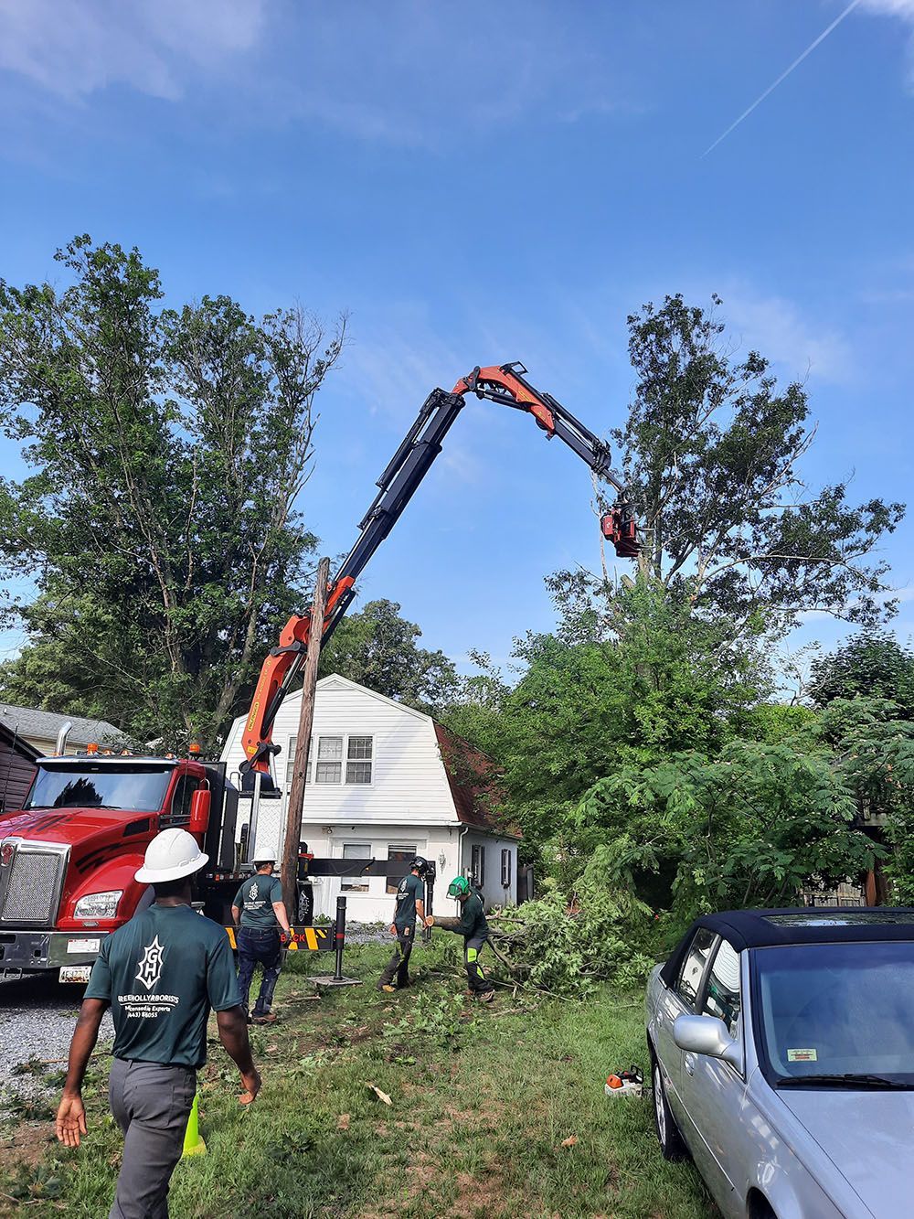 Tree service