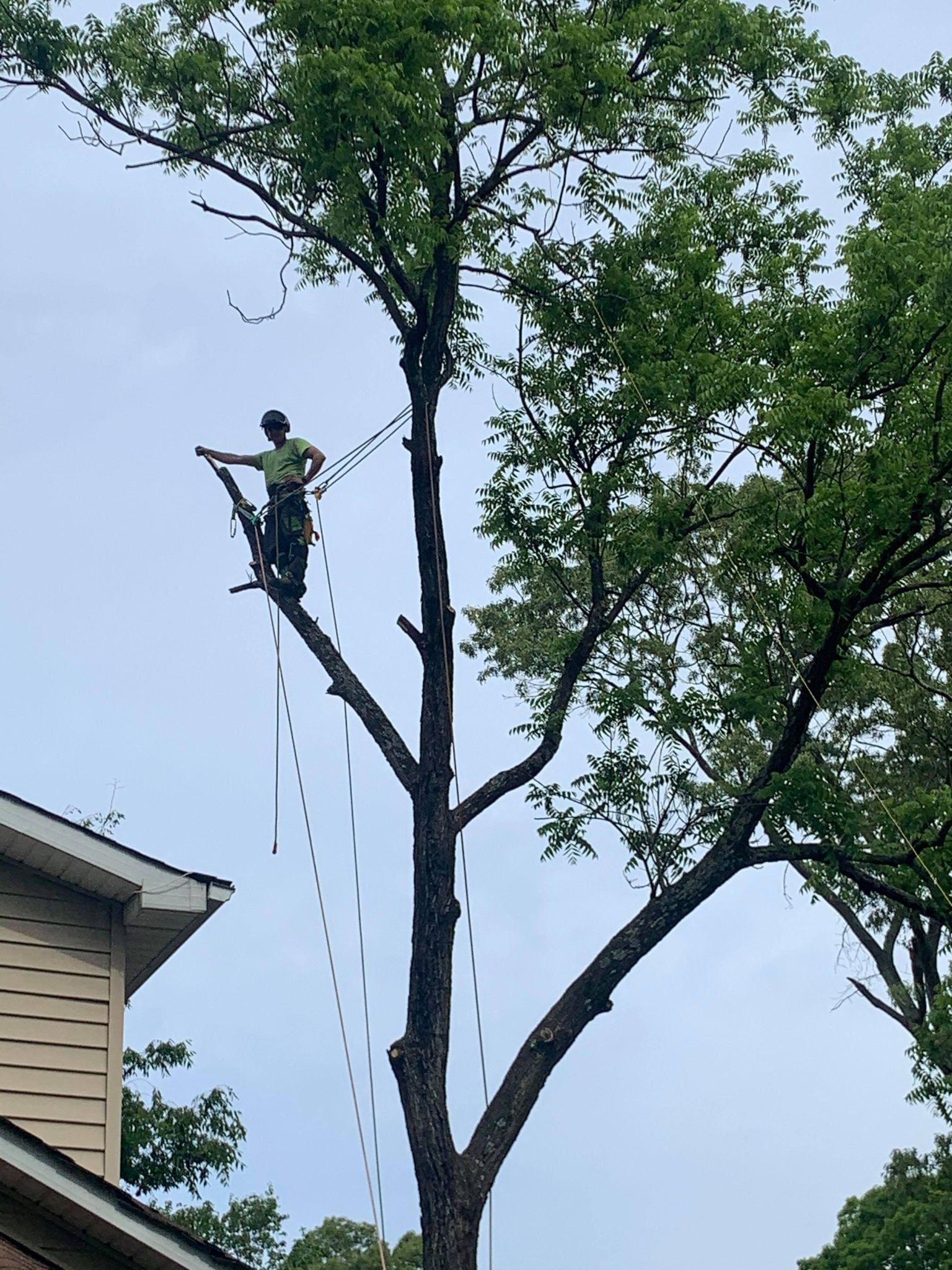 Tree service