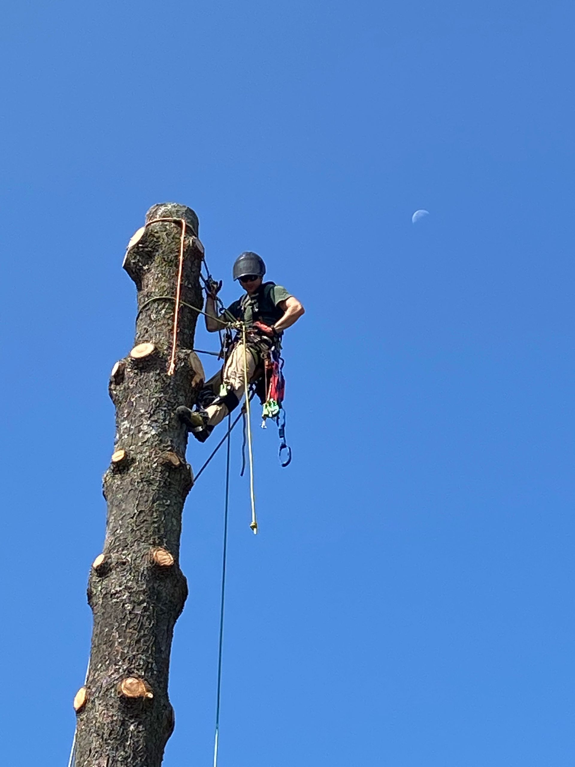 Tree service
