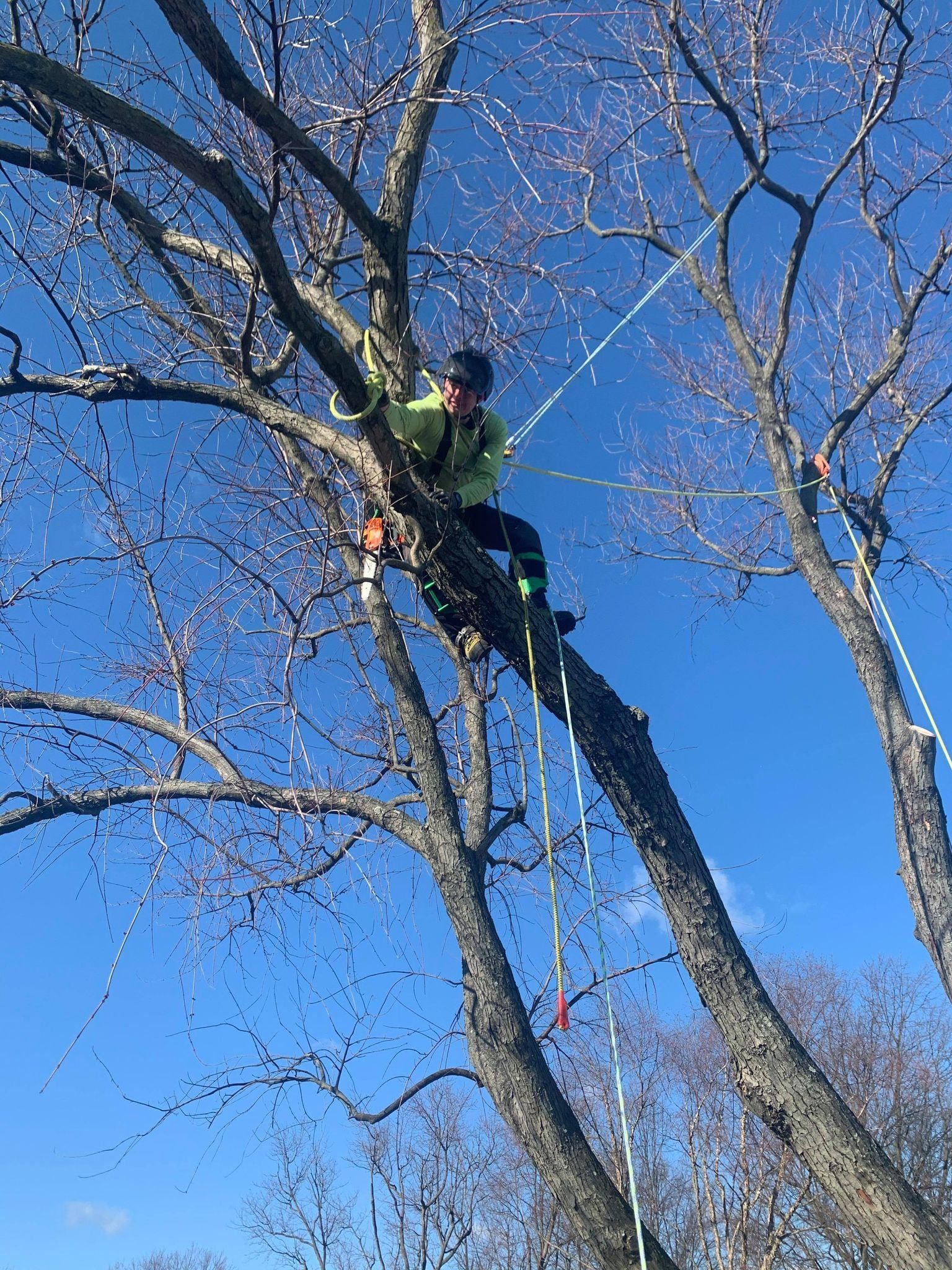 Tree service