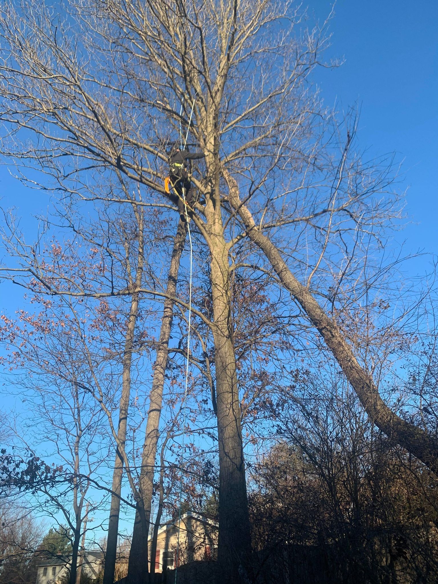 Tree service