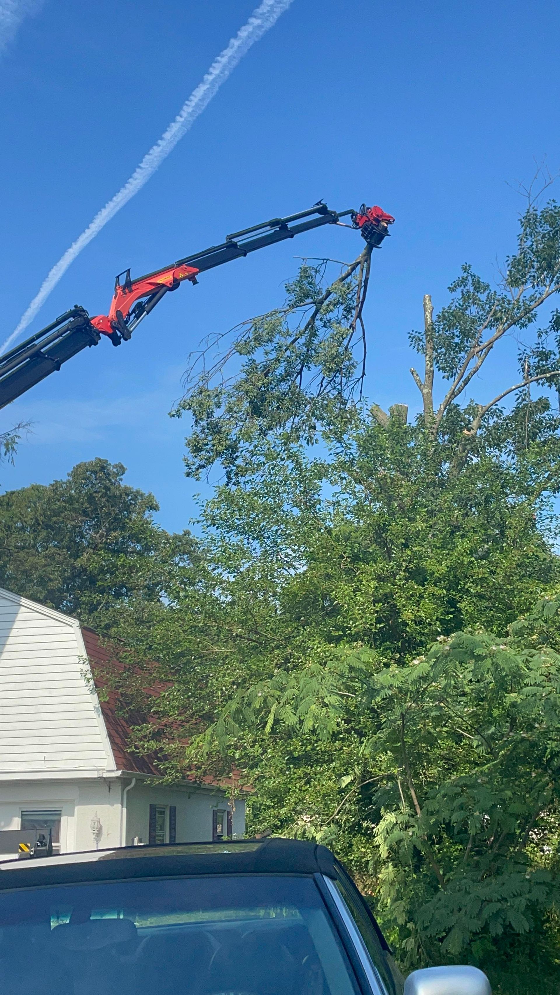 Tree service