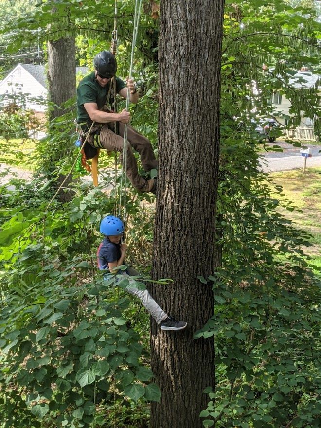 Tree service