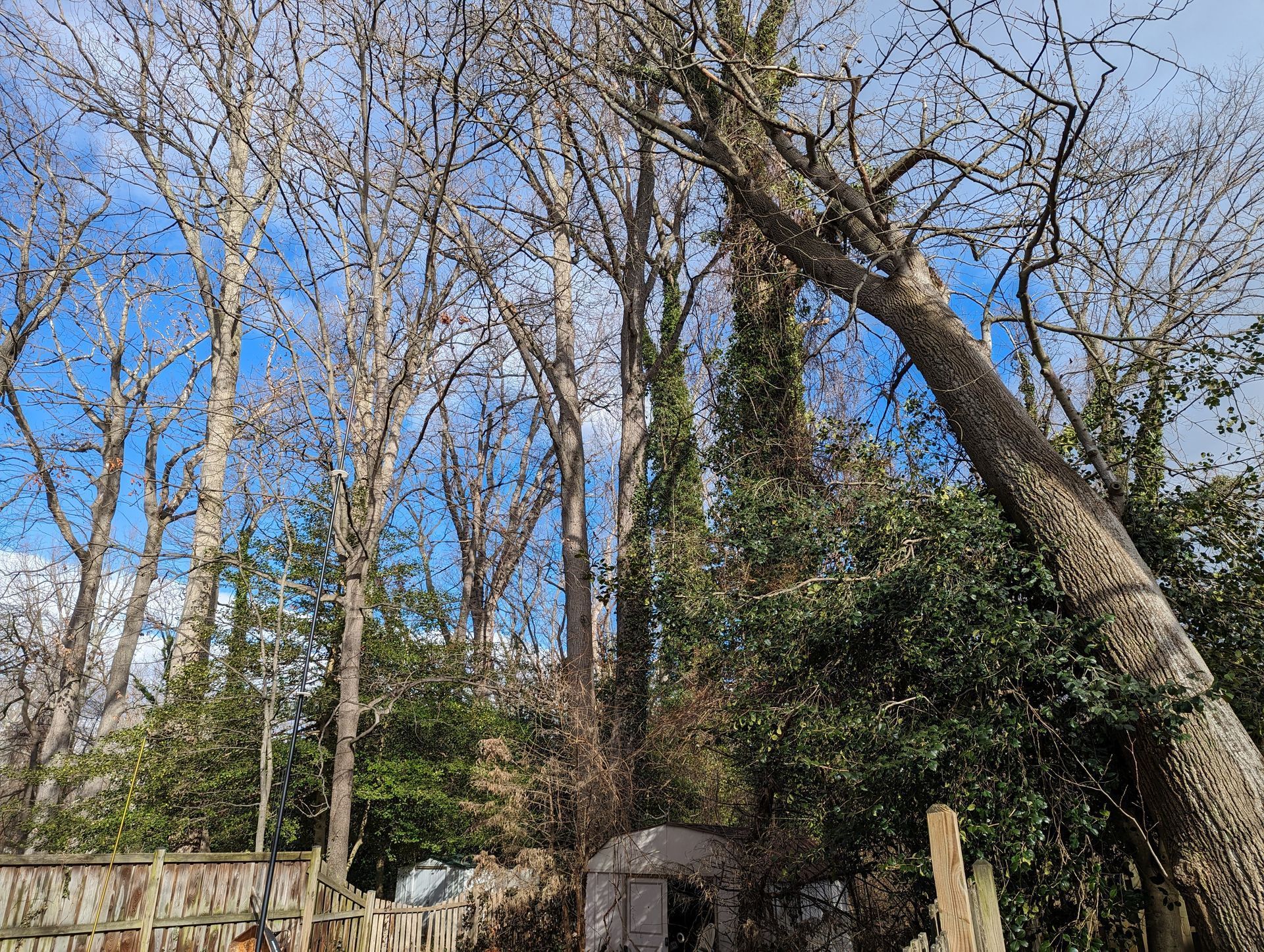 A fallen tree in a forest with a blue sky in the background.