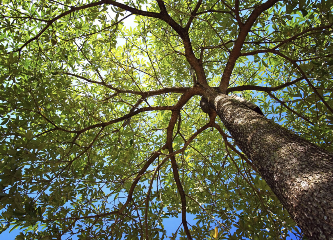 Looking upwards at a tree trunk and branches with green leaves, against a blue sky.