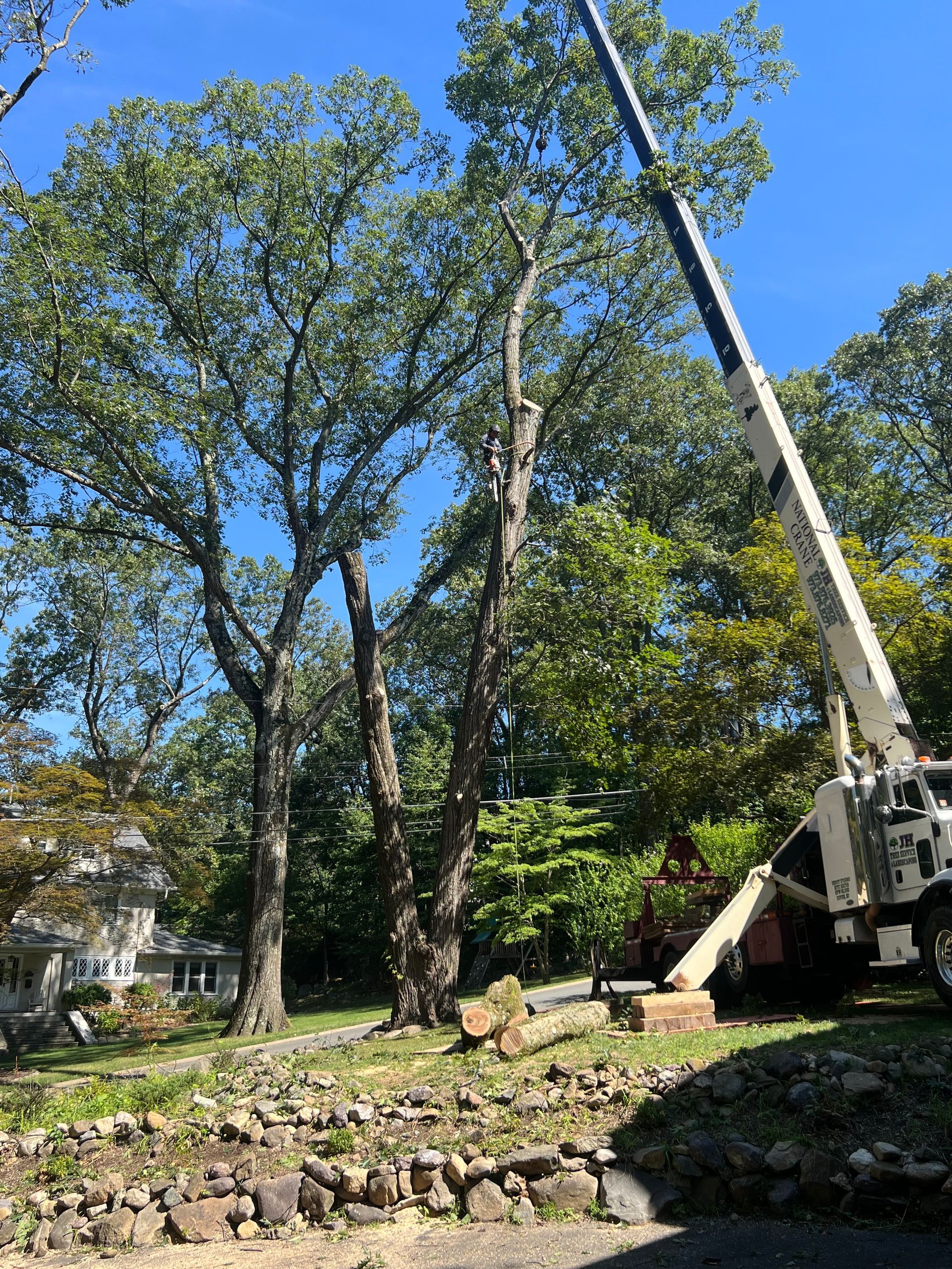 Tall trees being trimmed by a crane on a sunny day.