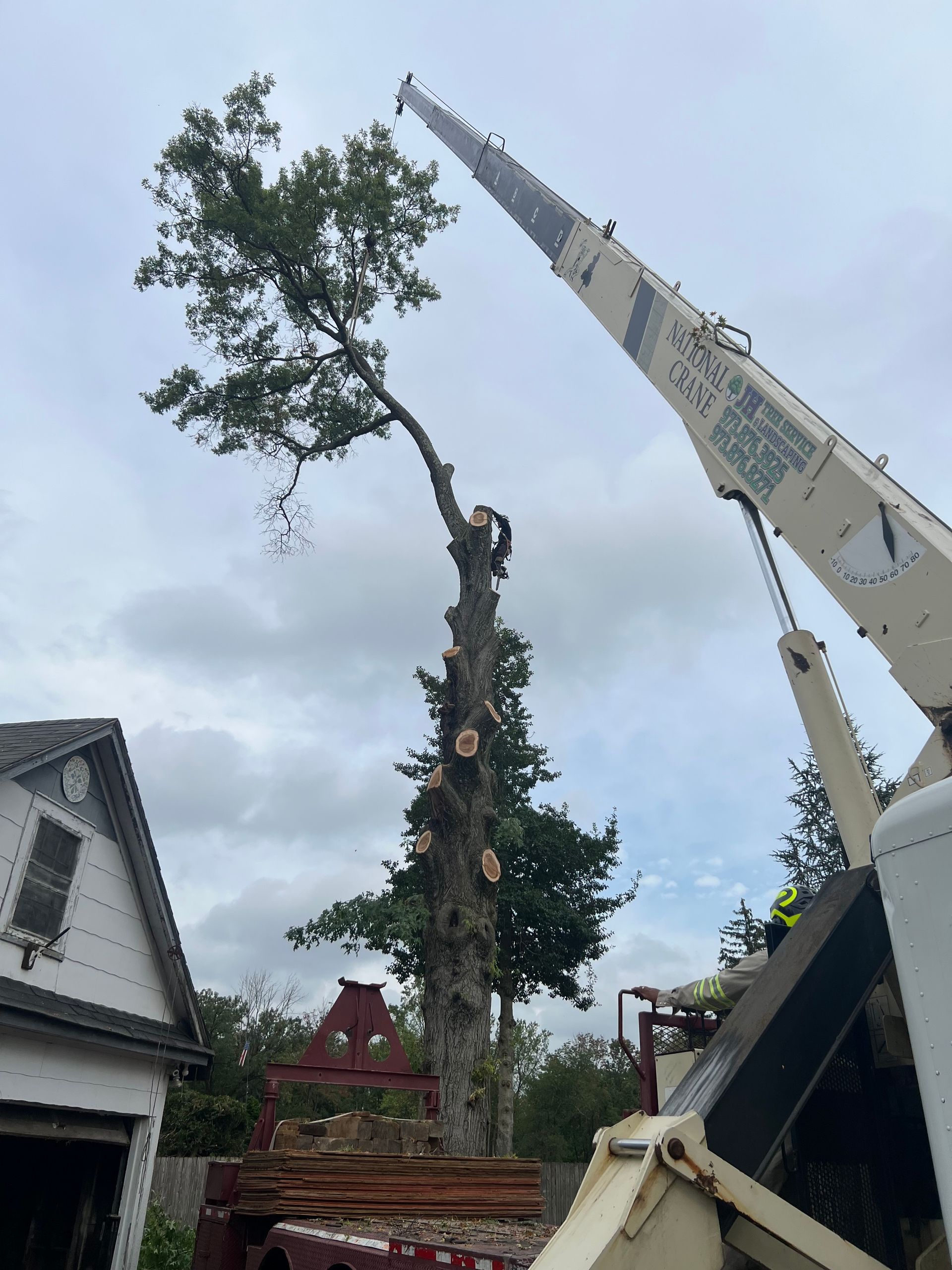 Tree being trimmed by a crane near a house on a cloudy day.